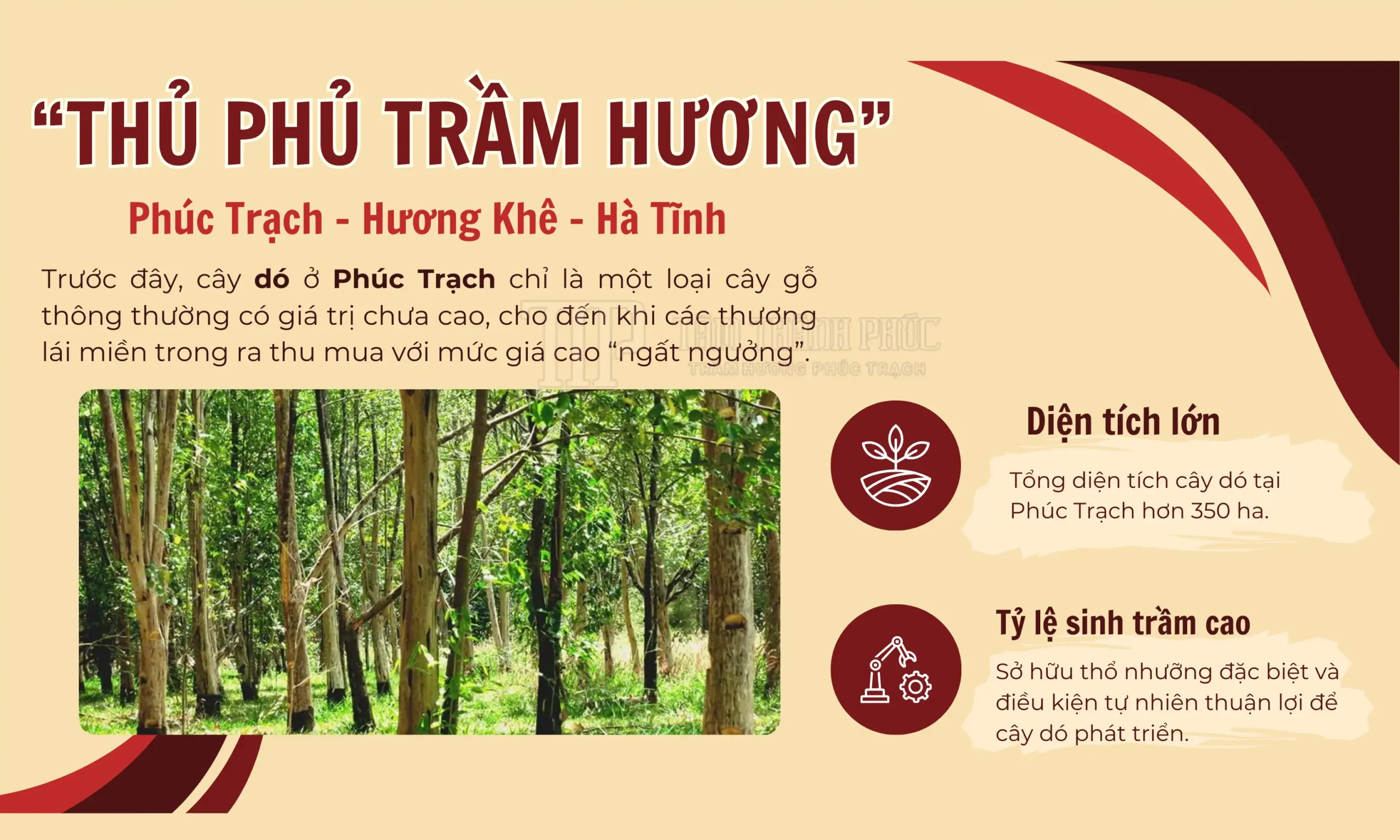 Thủ phủ trầm hương Phúc Trạch - Hà Tĩnh
