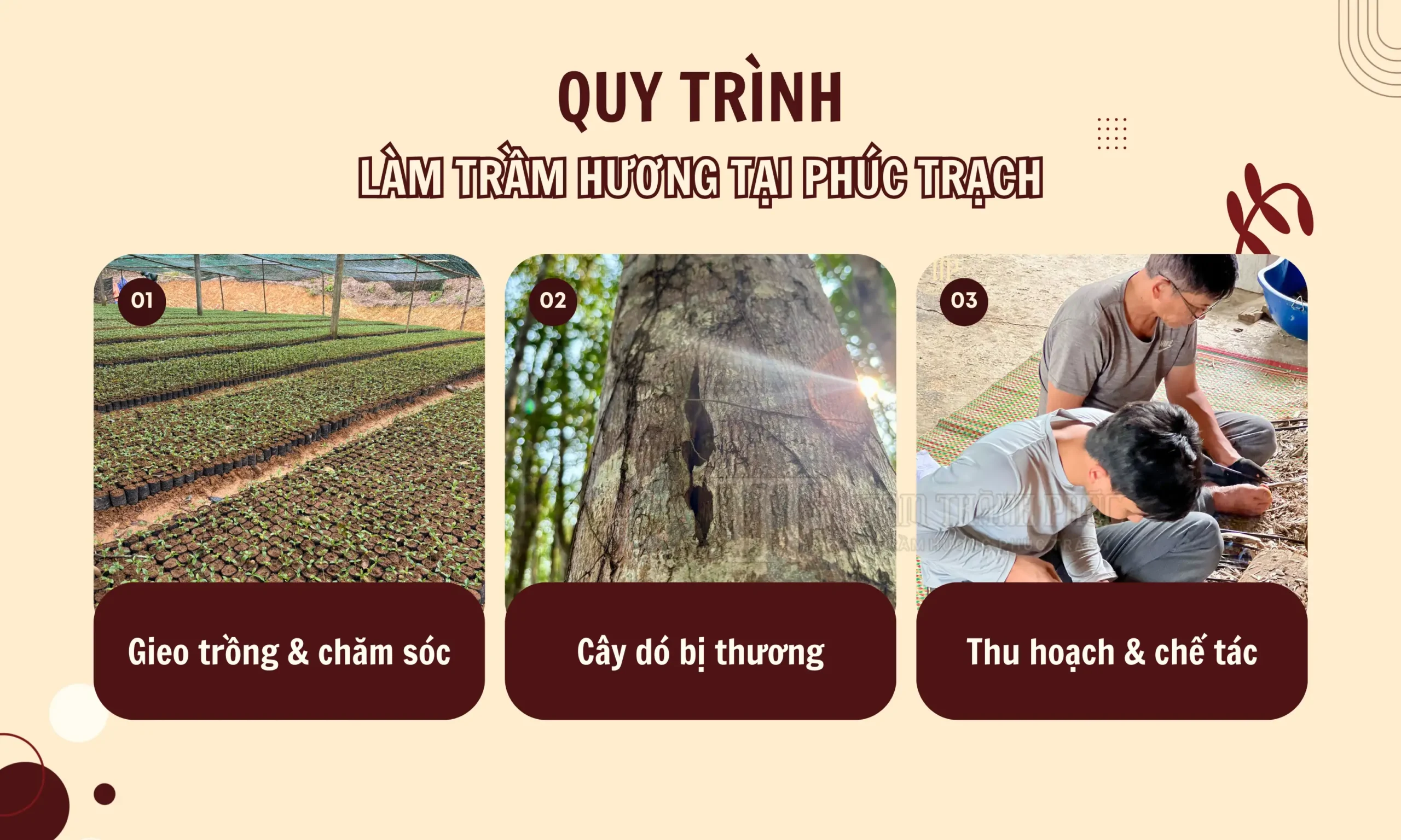 Làng nghề trầm hương Phúc Trạch Hà Tĩnh – Cái nôi trồng dó chăm trầm