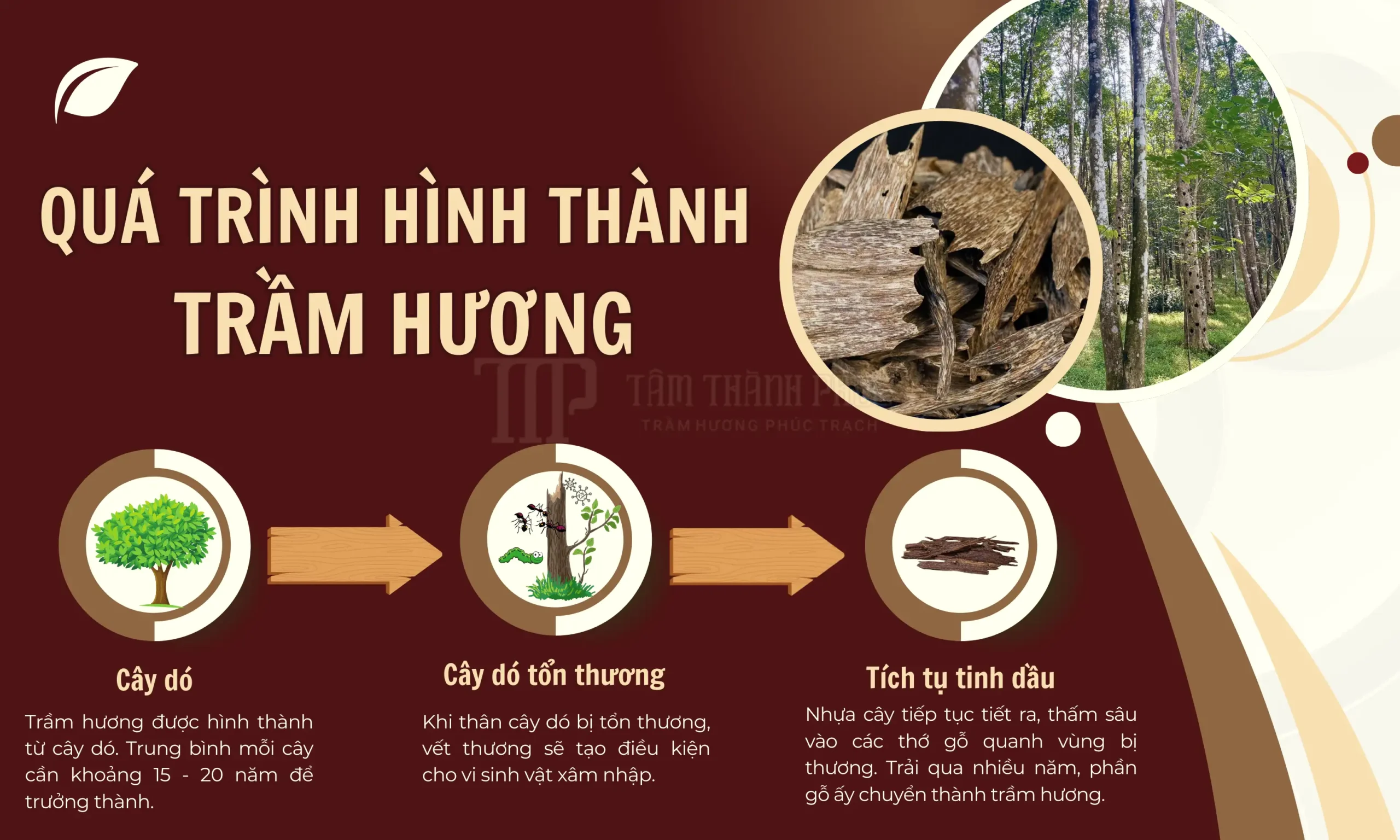 TRẦM HƯƠNG LÀ GÌ? TẤT TẦN TẬT VỀ TRẦM HƯƠNG